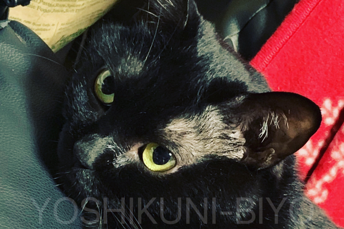 カッコイイ表情の黒猫の写真